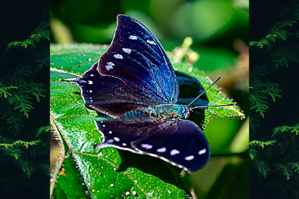 Memphis arginussa arginussa