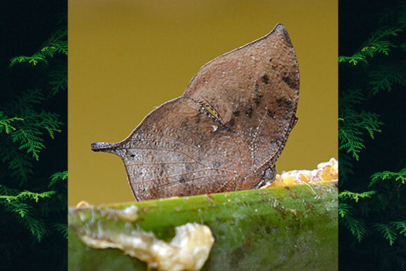 Memphis leonida editha