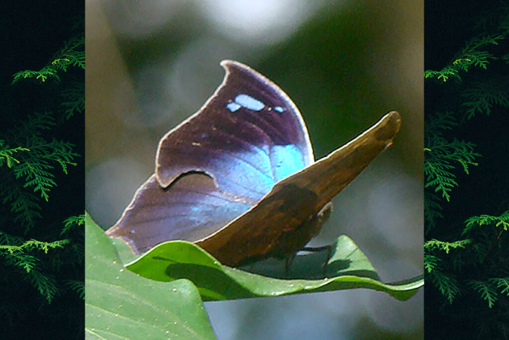 Memphis moruus stheno