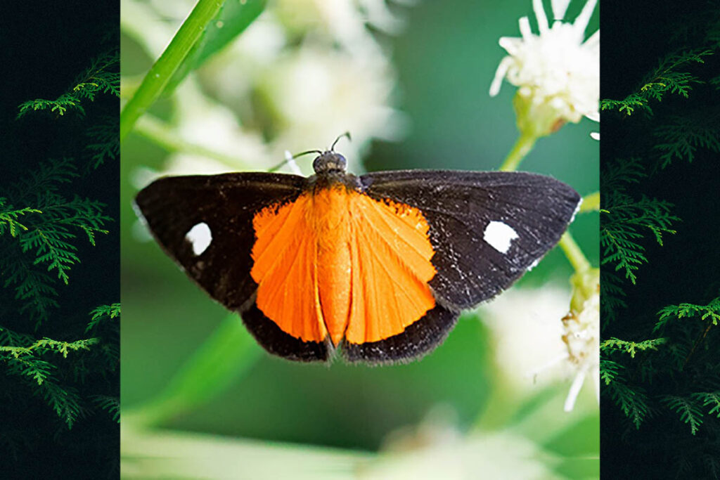 Mesene monostigma monostigma