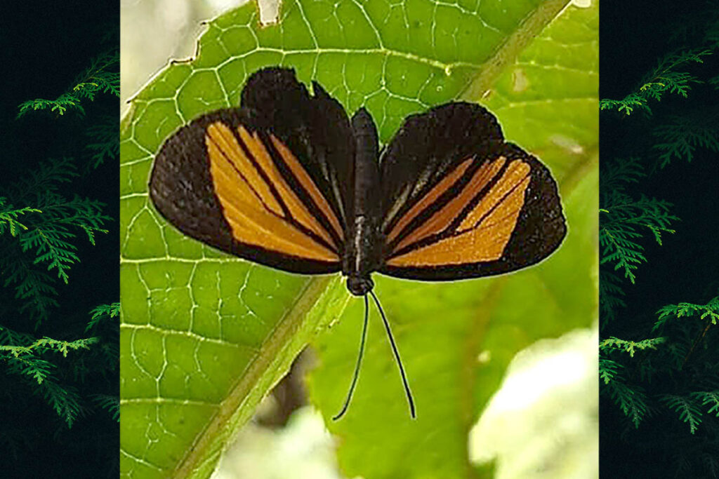 Mesenopsis jordana