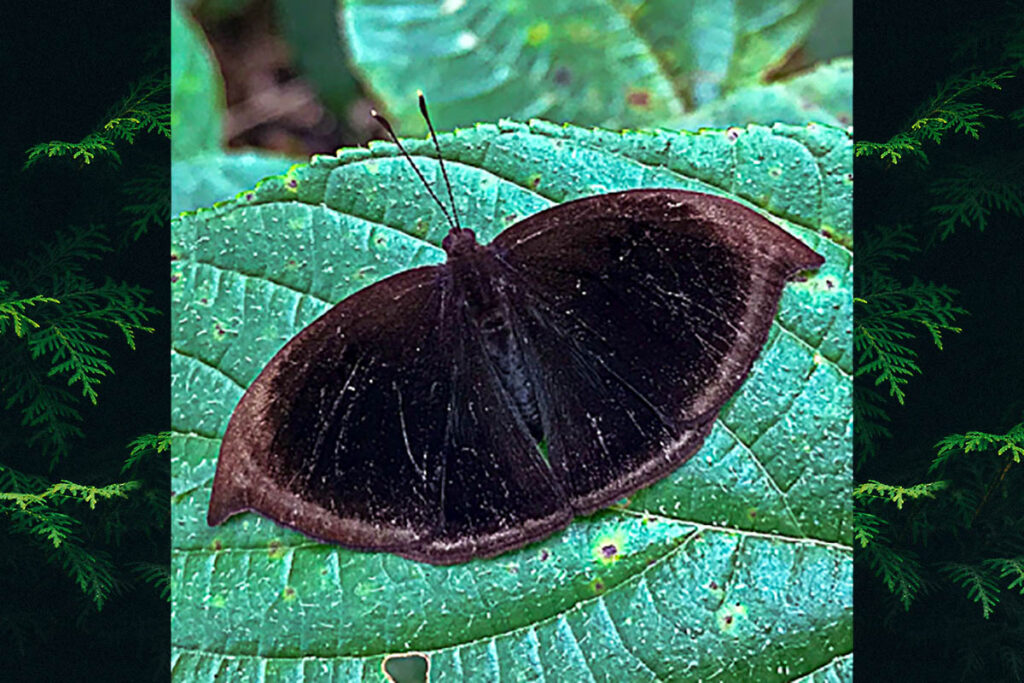Mesosemia acuta
