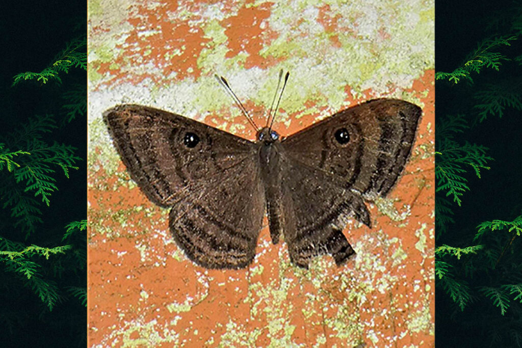 Mesosemia friburguensis