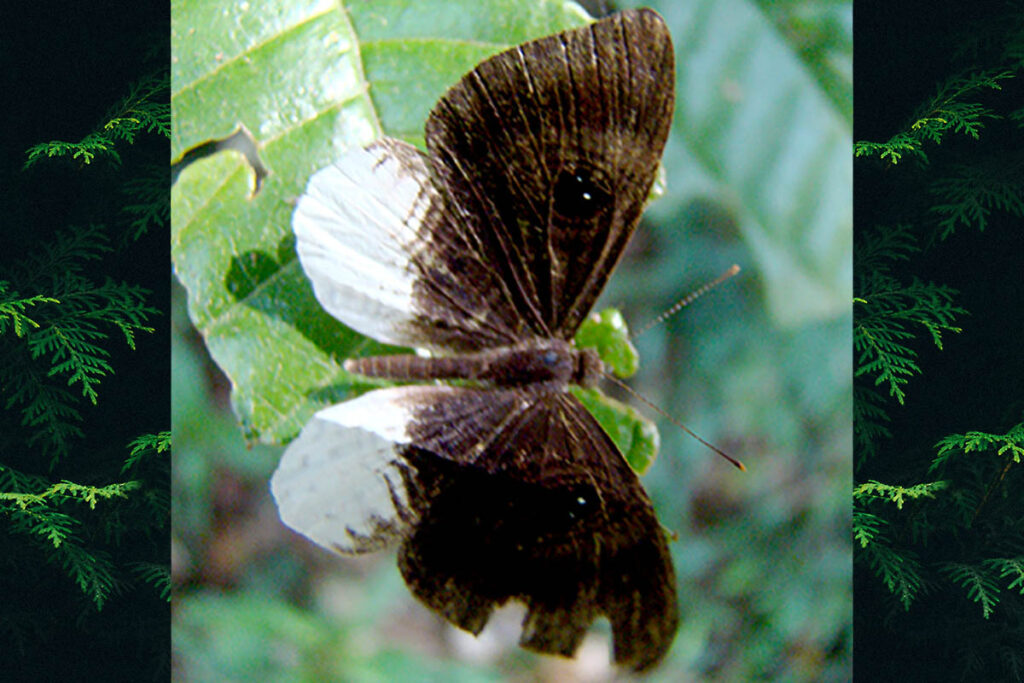 Mesosemia nyctea fluminensis