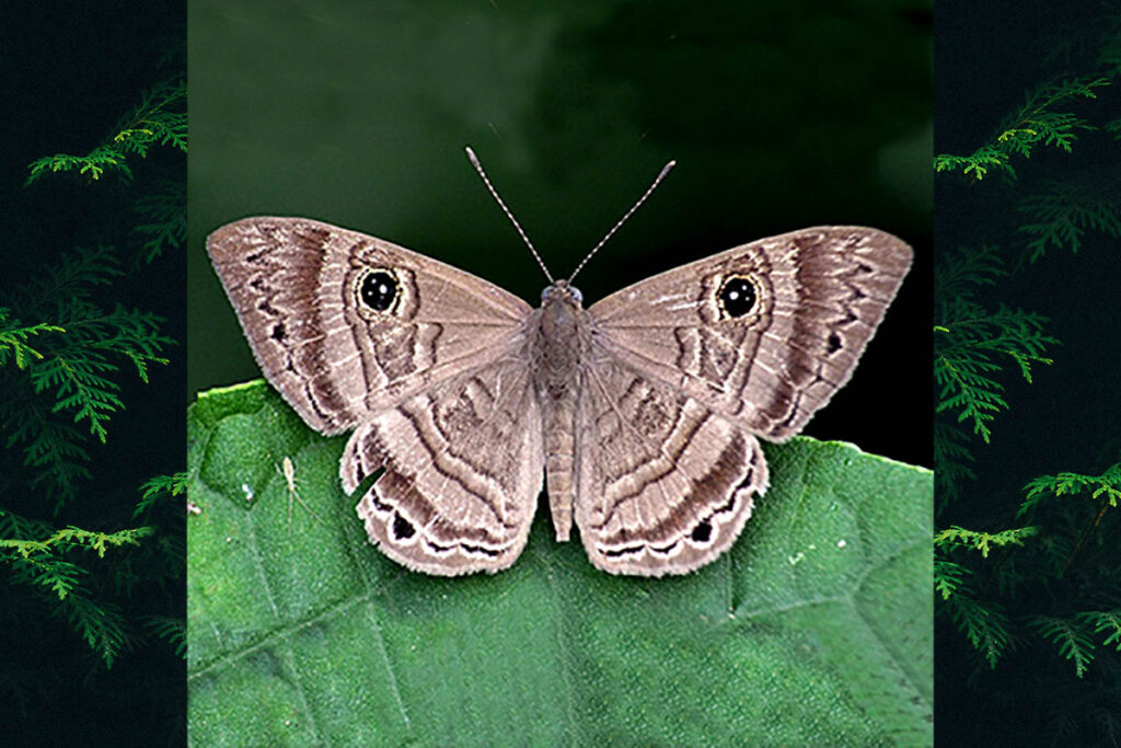 Mesosemia odice