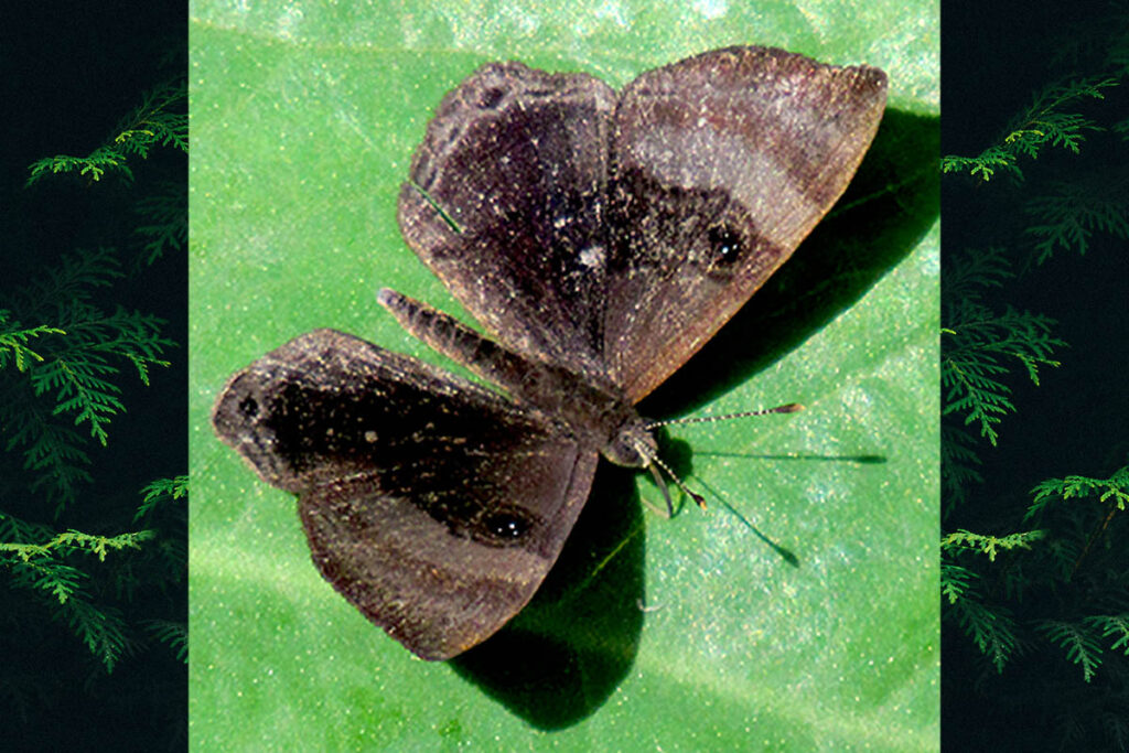 Mesosemia rhodia