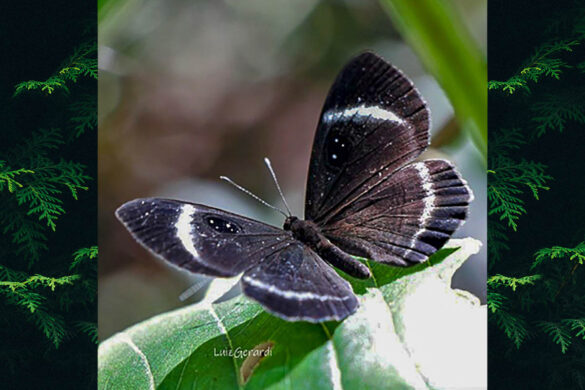 Mesosemia tenebricosa tenebricosa