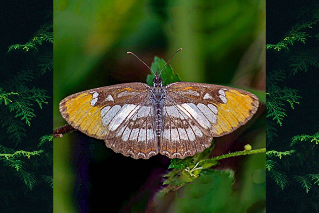 Mestra hersilia apicalis