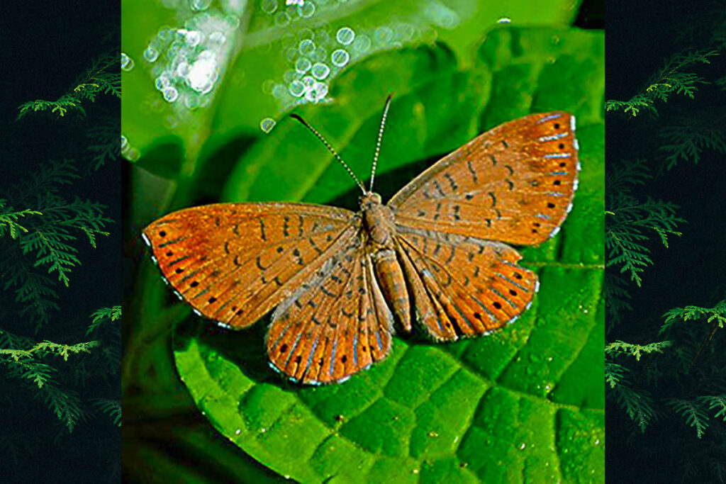 Metacharis ptolomaeus