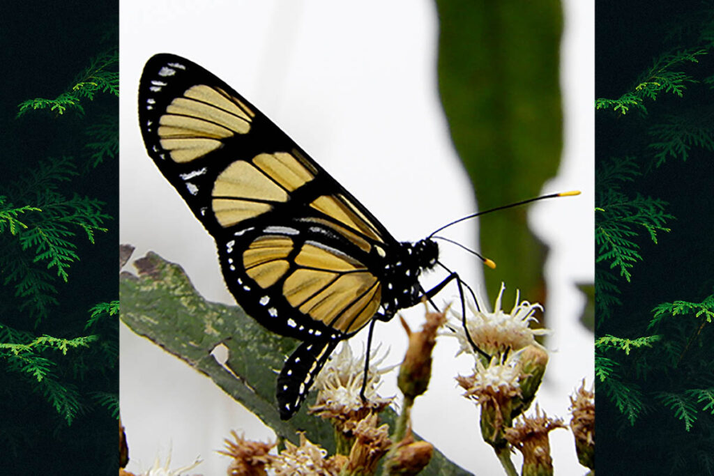 Methona themisto themisto