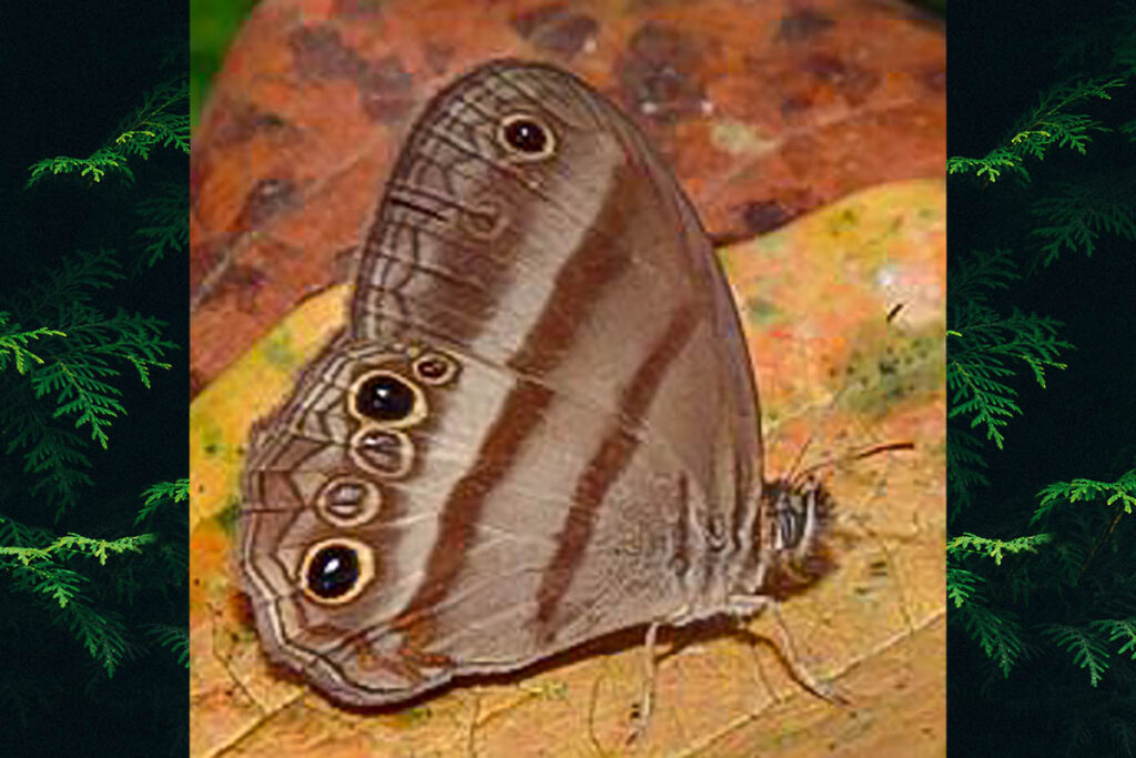 Modica myncea