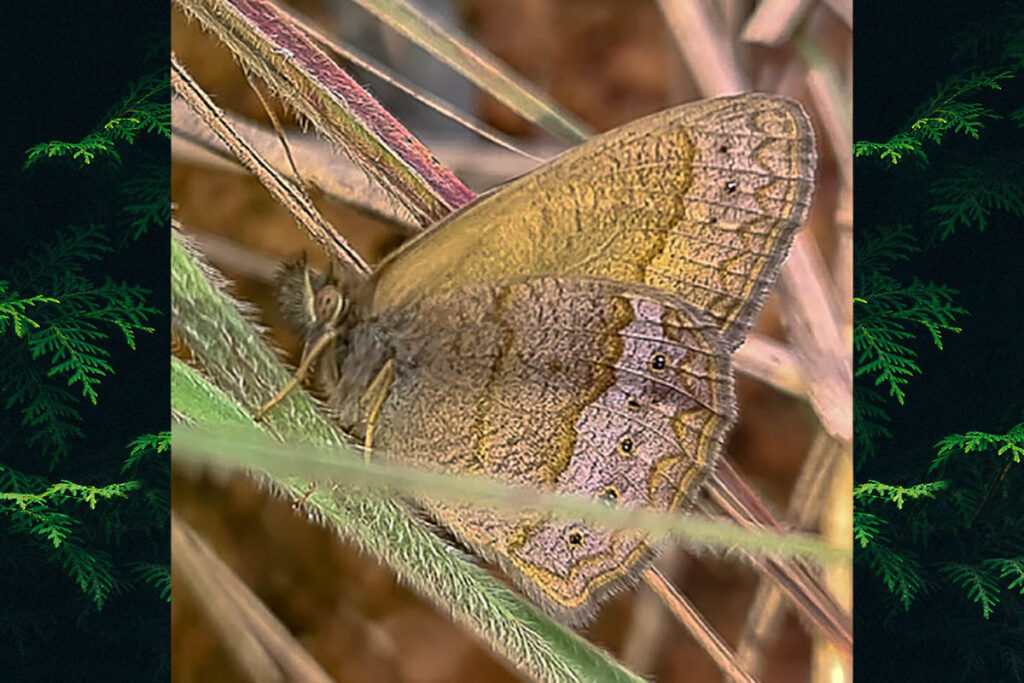 Moneuptychia itapeva