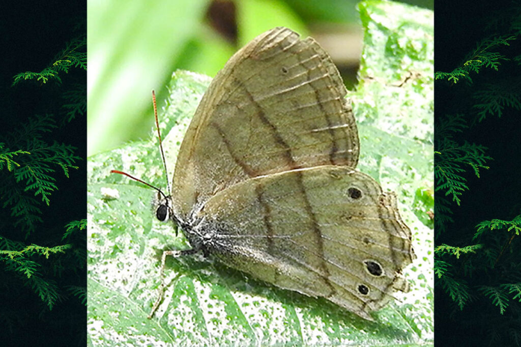 Moneuptychia vitellina