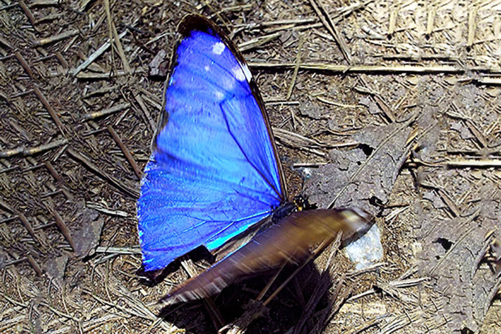 Morpho aega aega