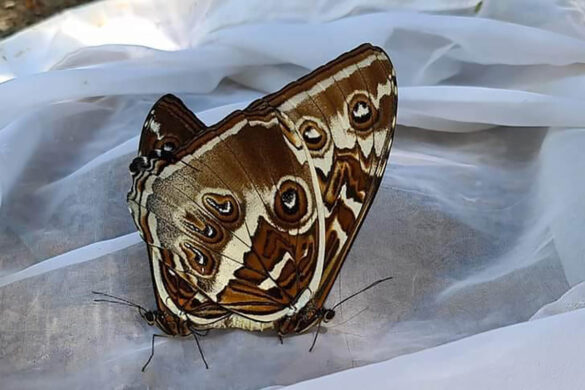 Morpho cisseis cisseis