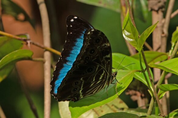 Morpho deidamia deidamia