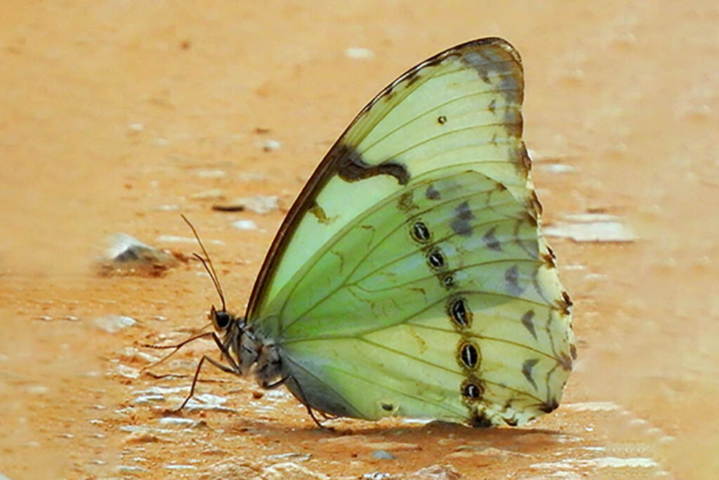 Morpho epistrophus epistrophus