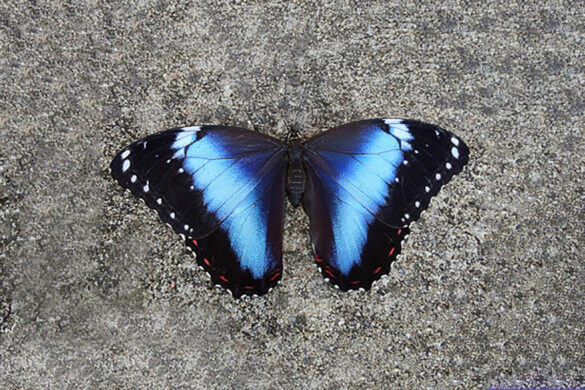 Morpho helenor uberabensis