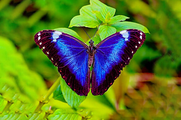 Morpho helenor violaceus