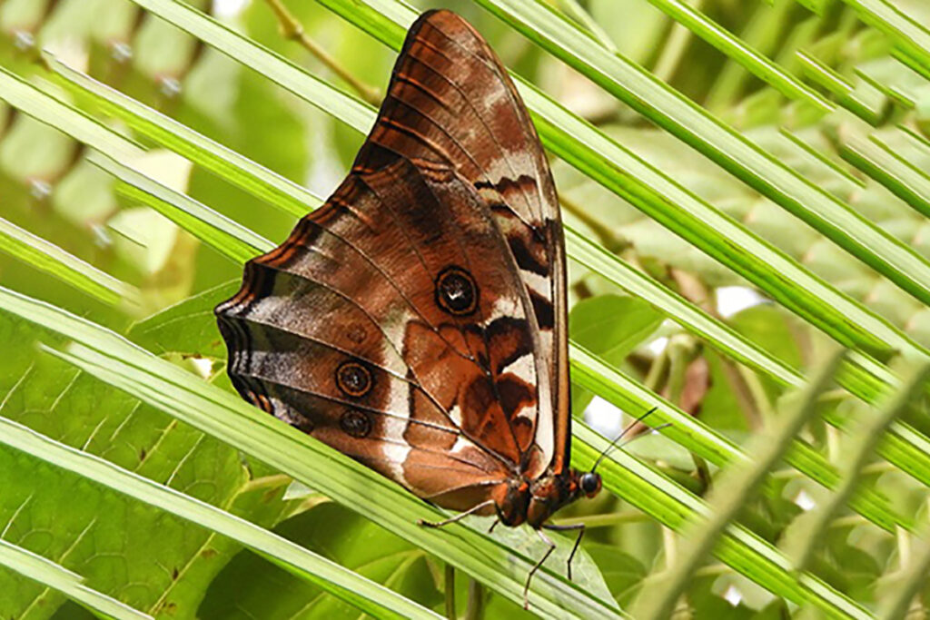 Morpho hercules