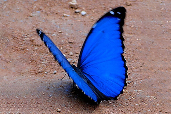 Morpho menelaus menelaus