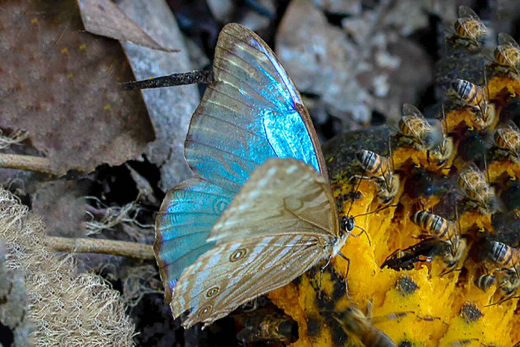 Morpho portis
