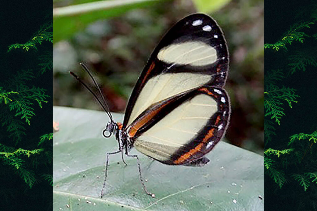 Napeogenes inachia sulphurina