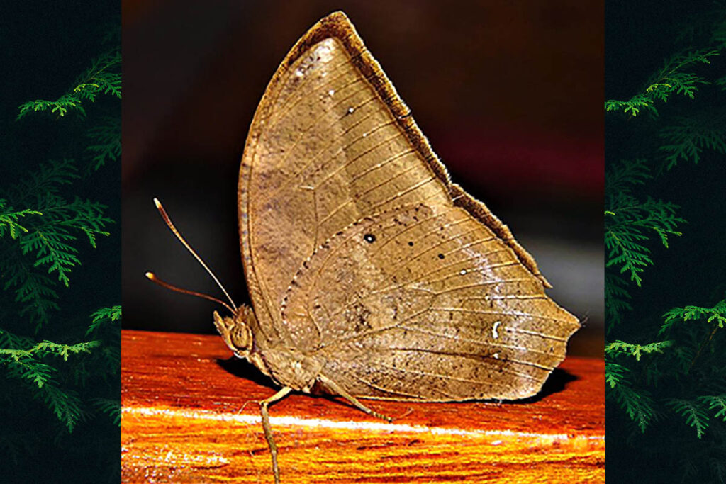 Narope cyllastros