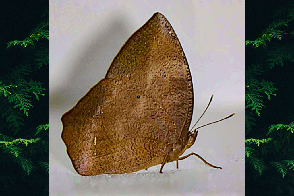 Narope cyllene