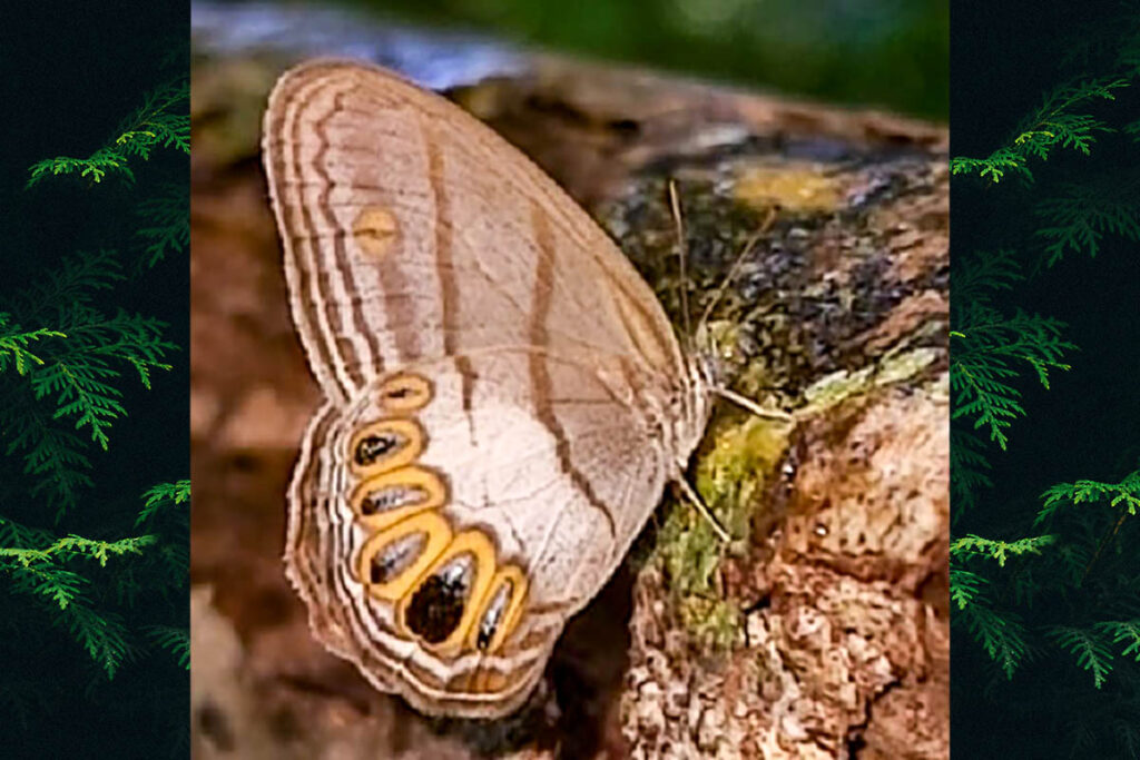 Nhambikuara furina
