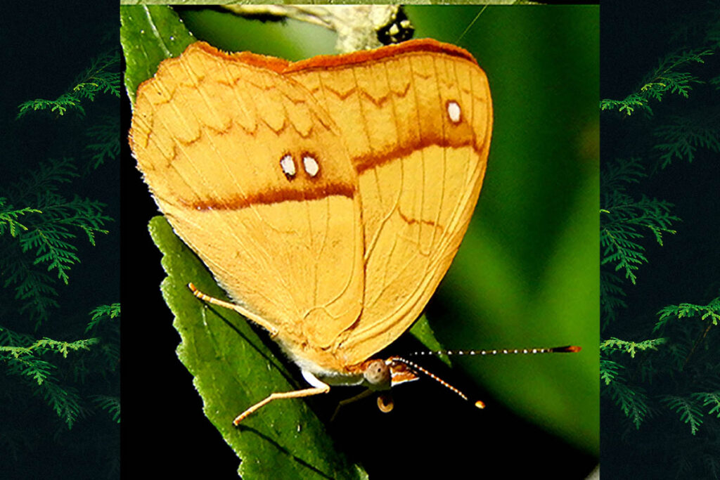 Nica flavilla