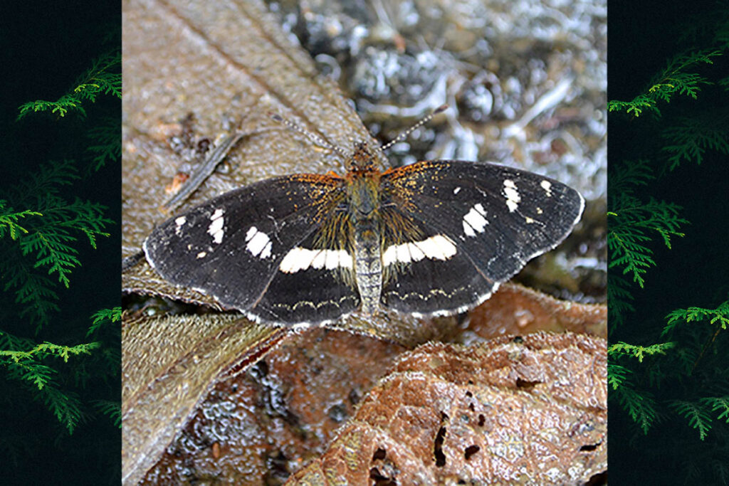 Notilia orticas orticas