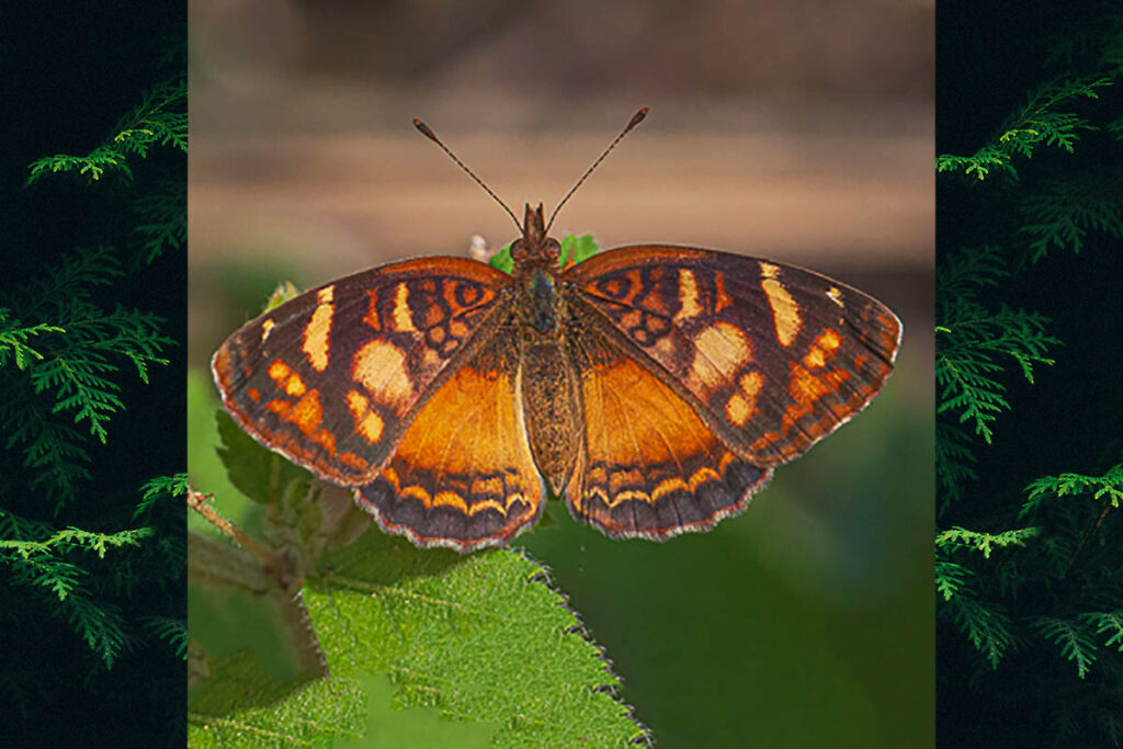 Notilia sejona