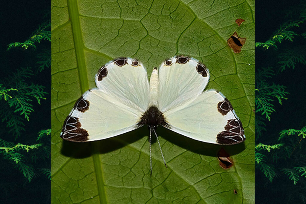 Nymphidium leucosia