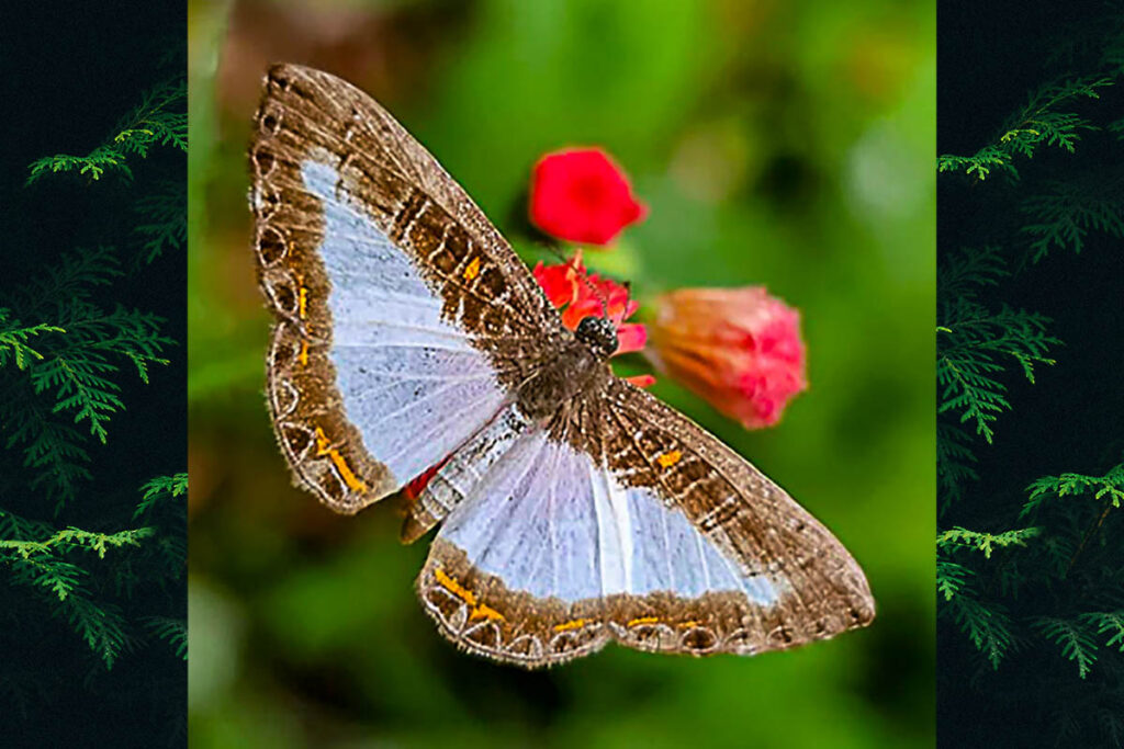 Nymphidium lisimon