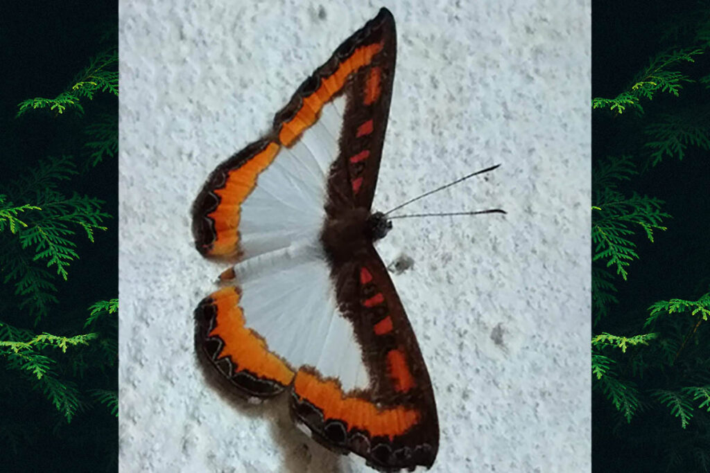Nymphidium plinthobaphis