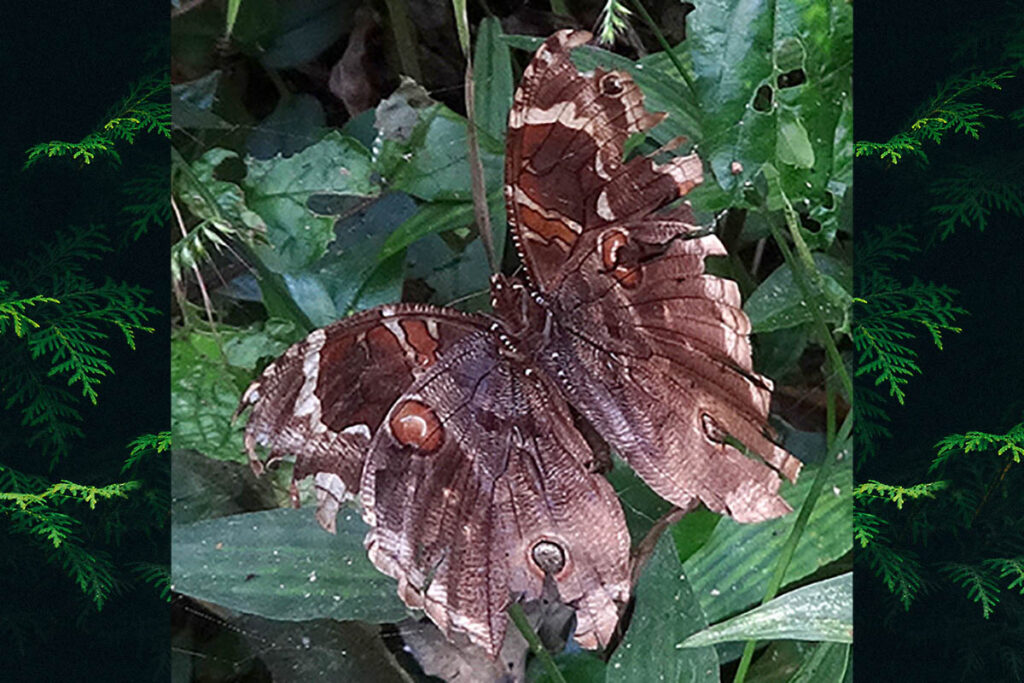 Opoptera aorsa aorsa