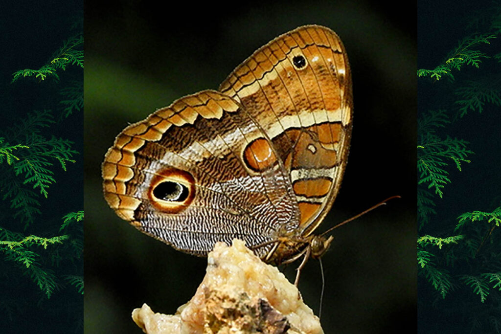 Opoptera syme