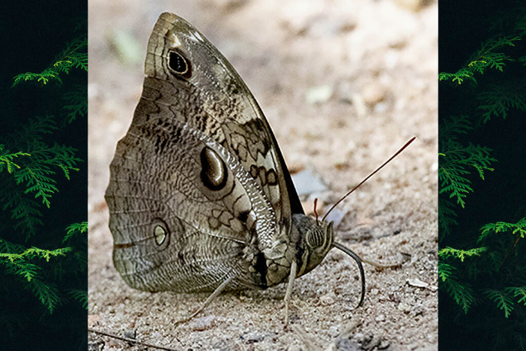Opsiphanes cassiae cassiae