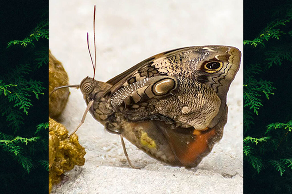 Opsiphanes invirae amplificatus
