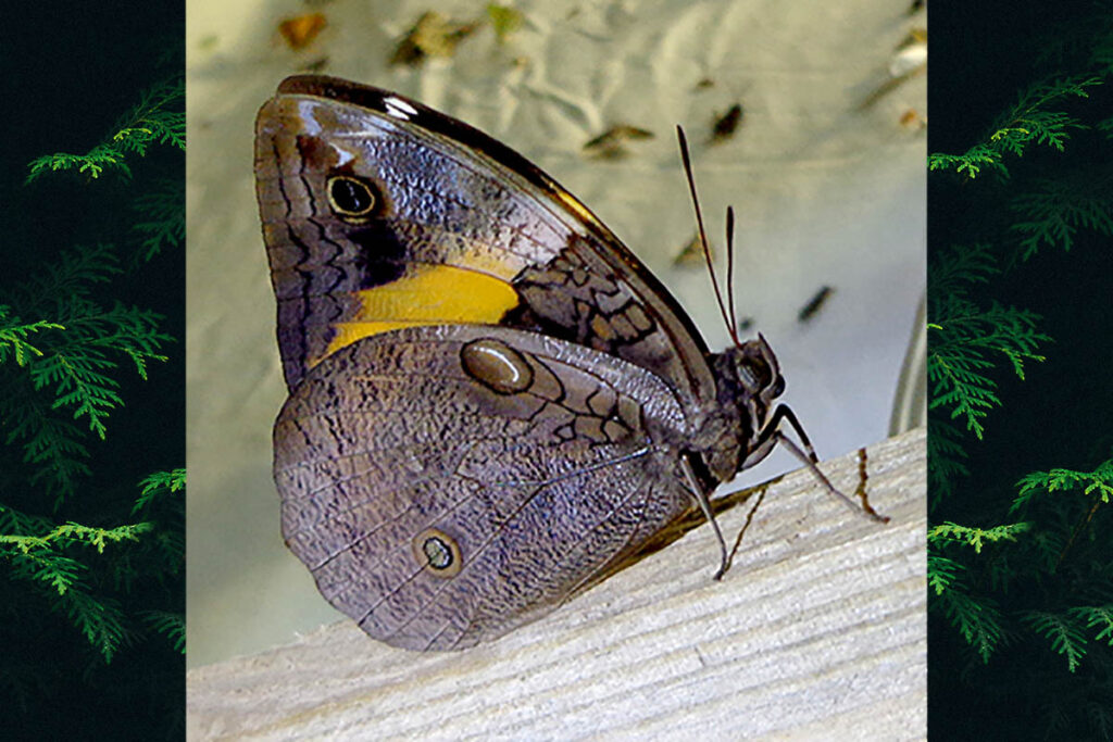Opsiphanes invirae pseudophilon