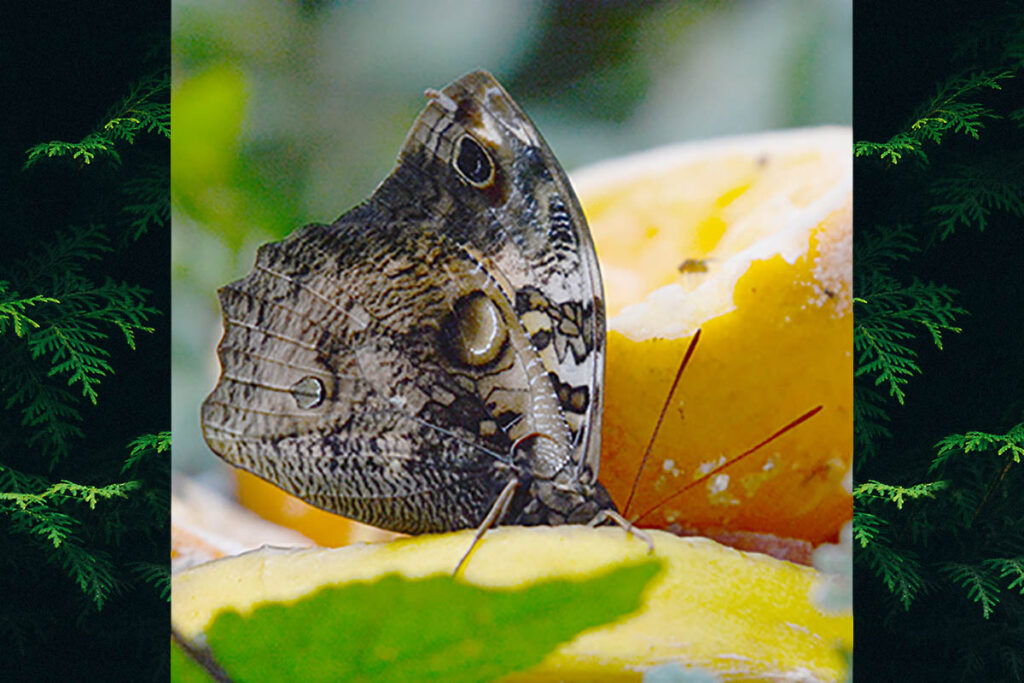 Opsiphanes quiteria meridionalis
