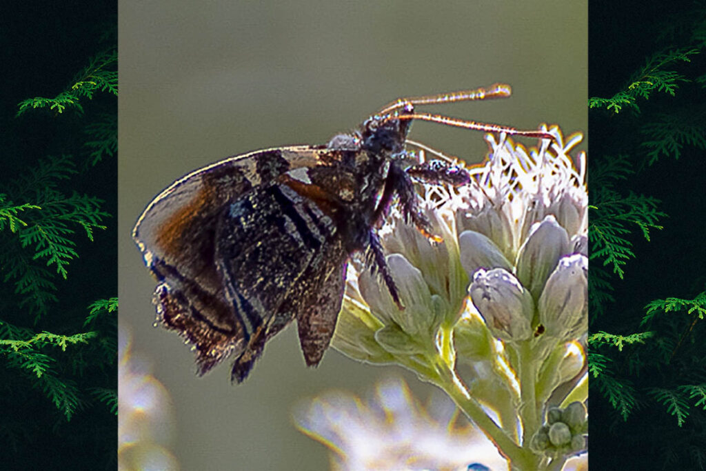 Ourocnemis axiochus