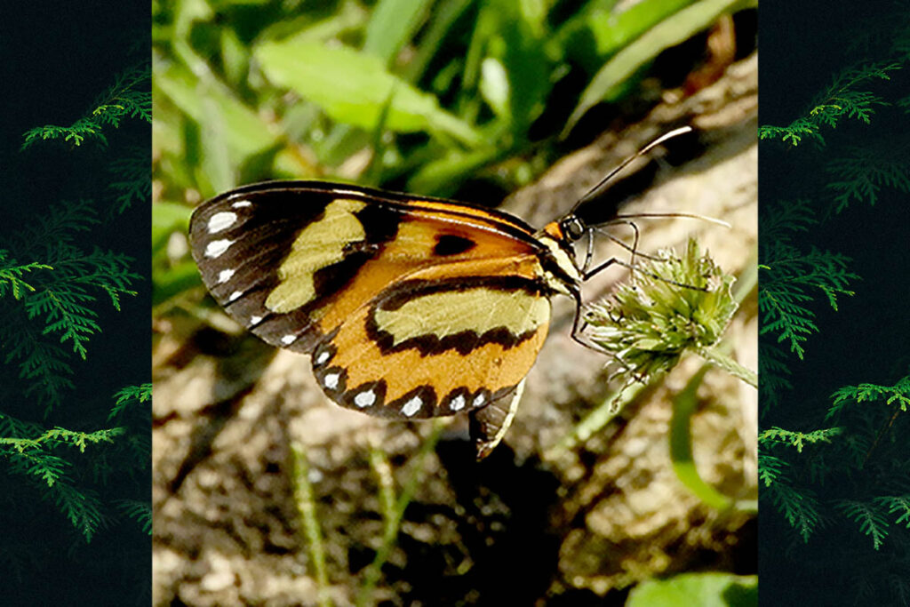 Pagyris euryanassa