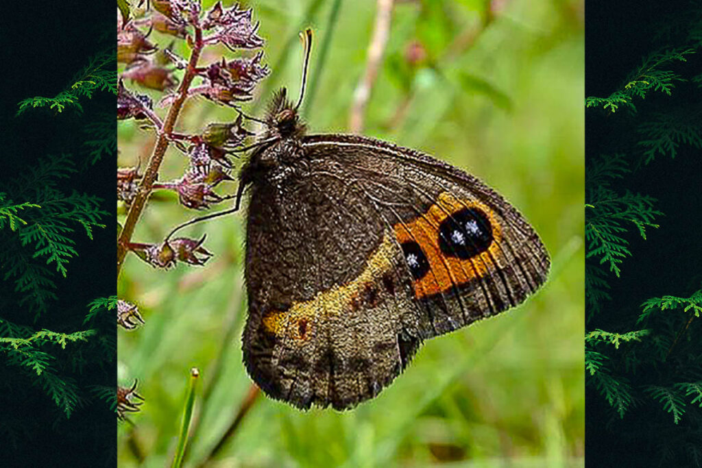 Pampasatyrus glaucope eberti