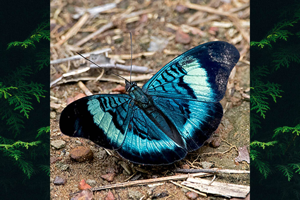 Panacea prola