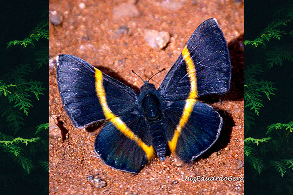 Parcella amarynthina