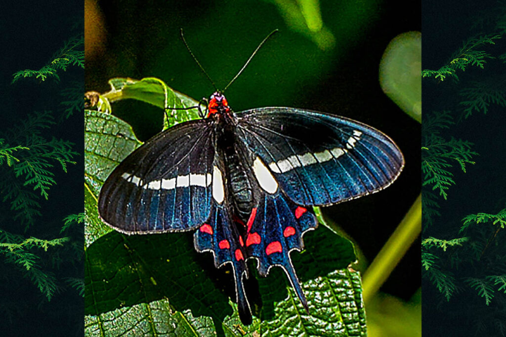 Parides agavus