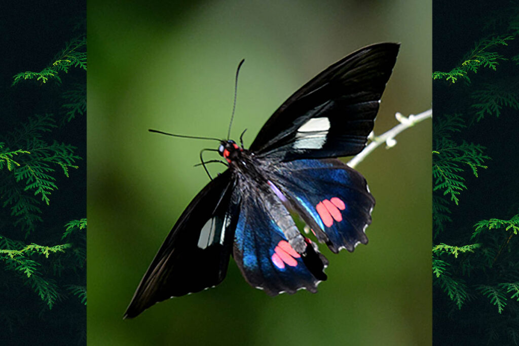 Parides anchises nephalion