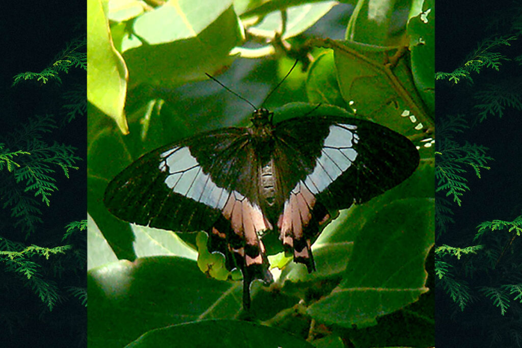 Parides ascanius
